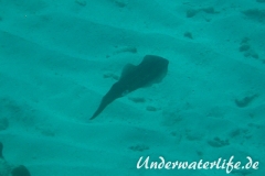 Karibischer Riff-Tintenfisch_adult-Karibik-2014-003