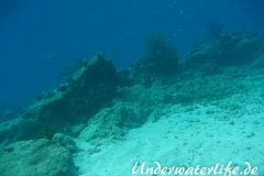 Karibischer Riff-Tintenfisch_adult-Karibik-2014-004