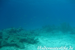 Karibischer Riff-Tintenfisch_adult-Karibik-2014-006