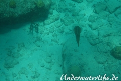 Karibischer Riff-Tintenfisch_adult-Karibik-2014-008