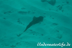 Karibischer Riff-Tintenfisch_adult-Karibik-2014-010