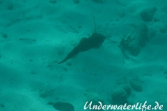 Karibischer Riff-Tintenfisch_adult-Karibik-2014-011