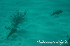 Karibischer Riff-Tintenfisch_adult-Karibik-2014-012