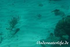 Karibischer Riff-Tintenfisch_adult-Karibik-2014-014