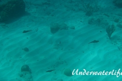 Karibischer Riff-Tintenfisch_adult-Karibik-2014-016