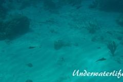 Karibischer Riff-Tintenfisch_adult-Karibik-2014-017