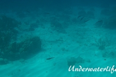 Karibischer Riff-Tintenfisch_adult-Karibik-2014-018