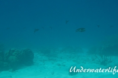 Karibischer Riff-Tintenfisch_adult-Karibik-2014-019