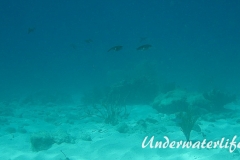 Karibischer Riff-Tintenfisch_adult-Karibik-2014-020