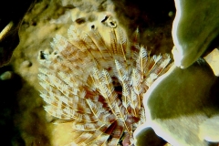 Karibischer-Roehrenwurm_adult-Karibik-2014-002