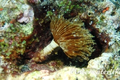 Karibischer-Roehrenwurm_adult-Karibik-2014-004