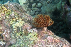 Karibischer-Roehrenwurm_adult-Karibik-2014-005