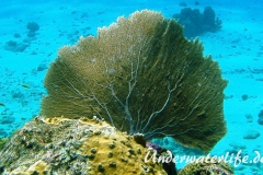 Karibischer Seefaecher_adult-Karibik-2014-001