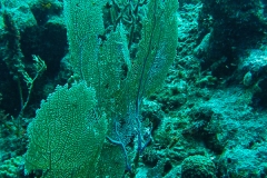 Karibischer Seefaecher_adult-Karibik-2014-002