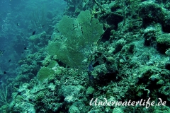 Karibischer Seefaecher_adult-Karibik-2014-007