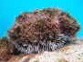 Karibischer Seeigel (Tripneustes ventricosus)