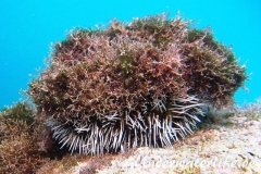 Karibischer Seeigel_adult-Karibik-2014-001