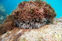 Karibischer Seeigel_adult-Karibik-2014-002