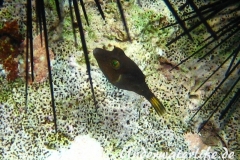 Karibischer Spitzkopfkugelfisch_adult-Karibik-2014-001