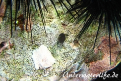 Karibischer Spitzkopfkugelfisch_adult-Karibik-2014-002