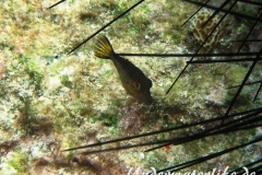 Karibischer Spitzkopfkugelfisch_adult-Karibik-2014-003
