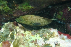Karibischer Zackenbarsch_adult-Karibik-2014-003