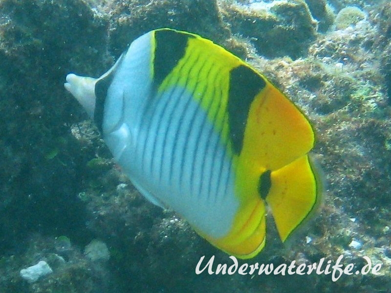 Keilfleck-Falterfisch_adult-Malediven-2013-01