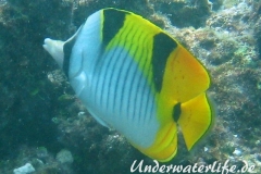 Keilfleck-Falterfisch_adult-Malediven-2013-01