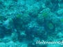 Kleins-Falterfisch (Chaetodon kleinii)