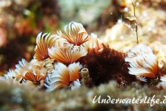 Kolonialer Roerenwurm_adult-Karibik-2014-002