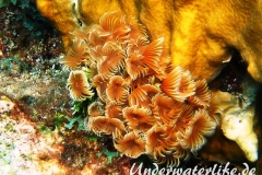 Kolonialer Roerenwurm_adult-Karibik-2014-004