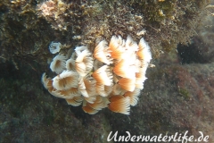 Kolonialer Roerenwurm_adult-Karibik-2014-005