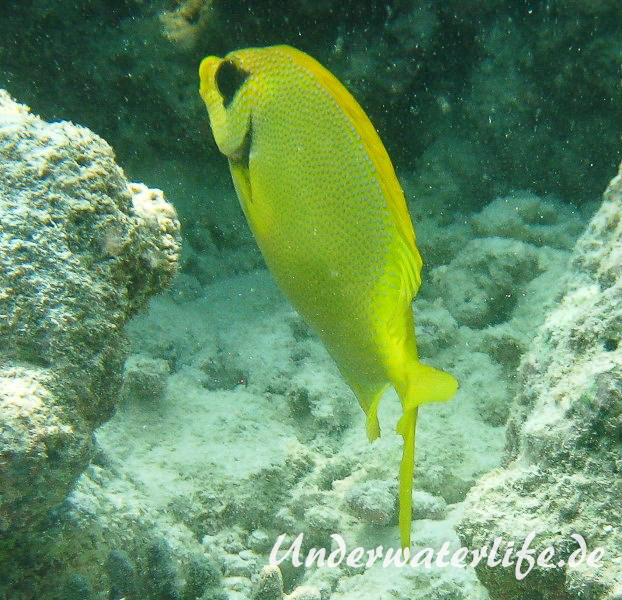 KorallenKaninchenfisch_adult-Malediven-2013-02
