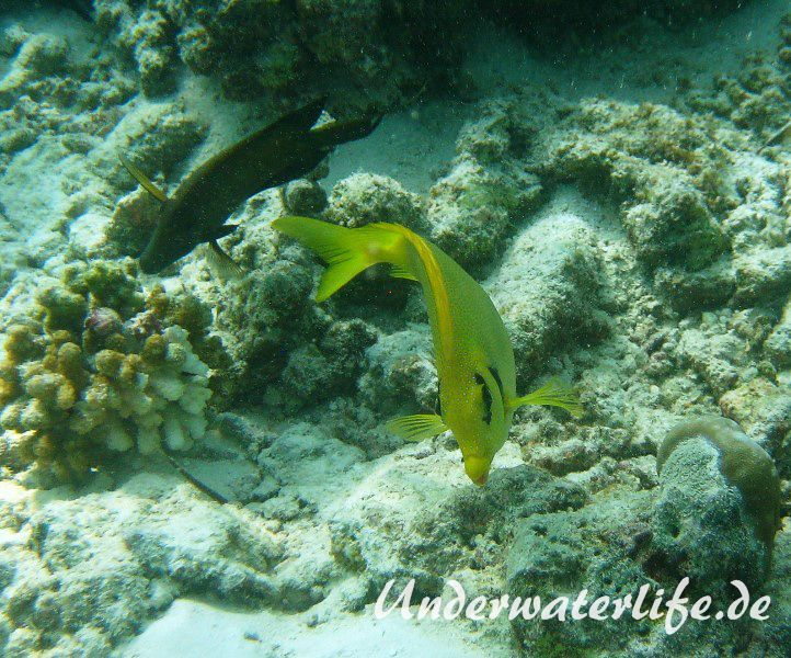 KorallenKaninchenfisch_adult-Malediven-2013-04