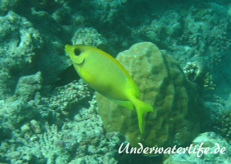 KorallenKaninchenfisch_adult-Malediven-2013-05