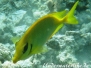 Korallen-Kaninchenfisch (Siganus corallinus)