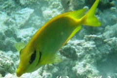 KorallenKaninchenfisch_adult-Malediven-2013-01
