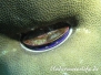 Indik Muscheln-Bivalvia-shell