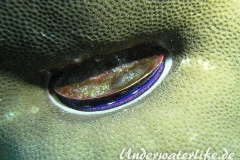 Korallenmuschel_adult-Malediven-2013-001
