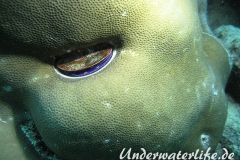 Korallenmuschel_adult-Malediven-2013-002