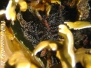 Korkenzieheranemone (Bartholomea annulata)