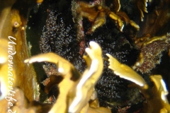 Korkenzieheranemone_adult-Karibik-2014-003