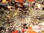 Krabbe (Plagusia depressa)