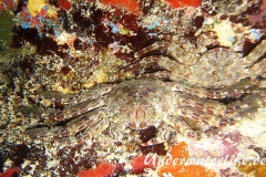 Plagusia depressa_adult-Karibik-2014-001