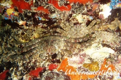 Plagusia depressa_adult-Karibik-2014-002
