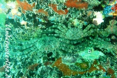Plagusia depressa_adult-Karibik-2014-003