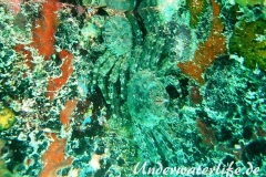 Plagusia depressa_adult-Karibik-2014-004