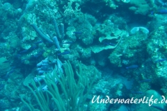 Kreolen-Lippfisch_adult-Karibik-2014-001