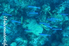 Kreolen-Lippfisch_adult-Karibik-2014-003