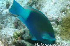 Kugelkopf-Papageifisch-Maennchen_adult-Malediven-2013-01